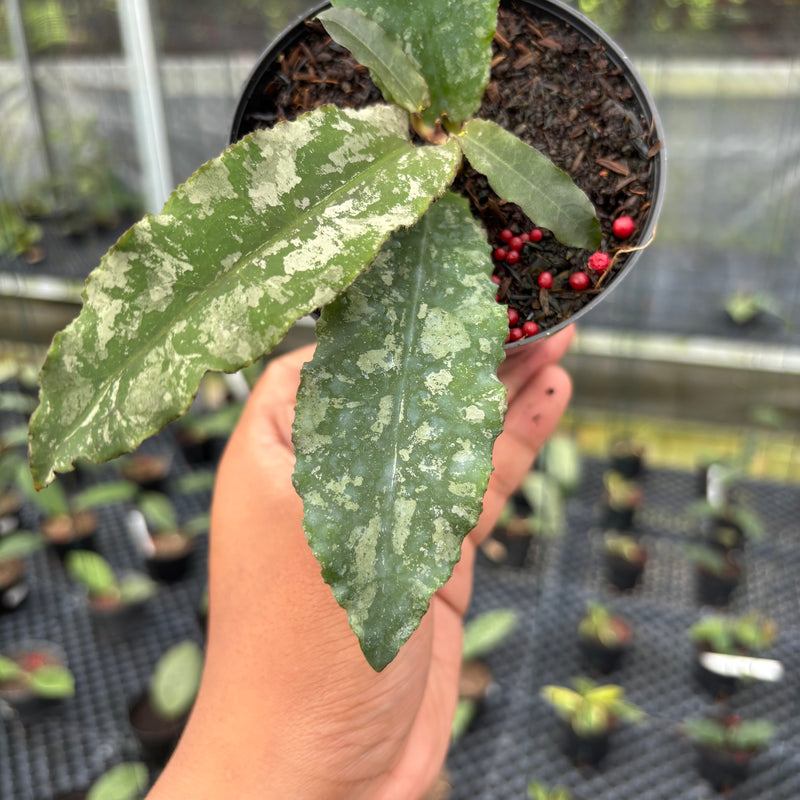 FS14-3 Hoya Undulata Army