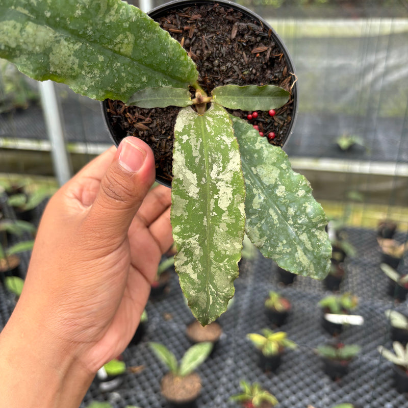 FS14-3 Hoya Undulata Army