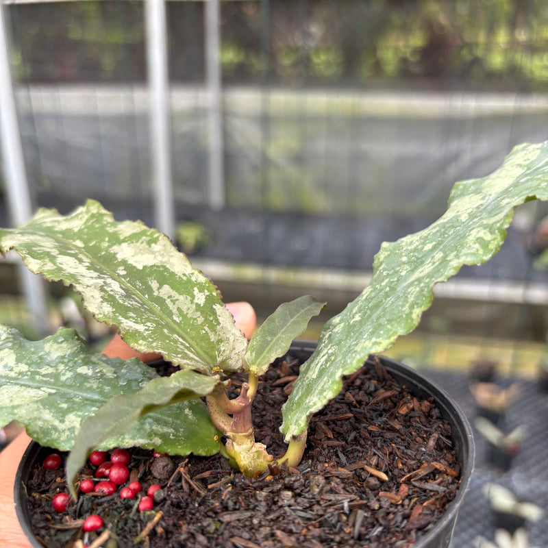 FS14-3 Hoya Undulata Army