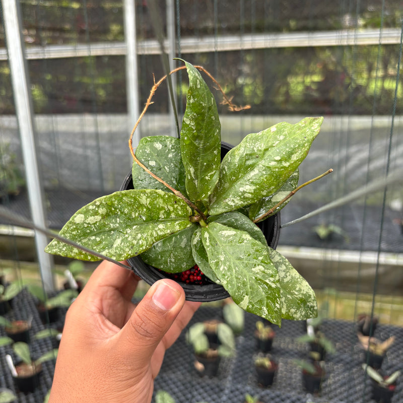 FS15-3 Hoya Buntokensis Splash