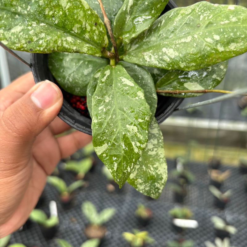 FS15-3 Hoya Buntokensis Splash