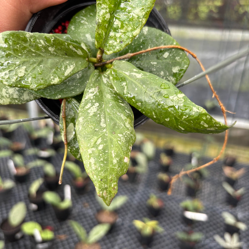 FS15-3 Hoya Buntokensis Splash