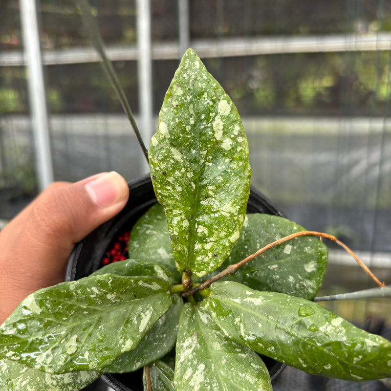 FS15-3 Hoya Buntokensis Splash