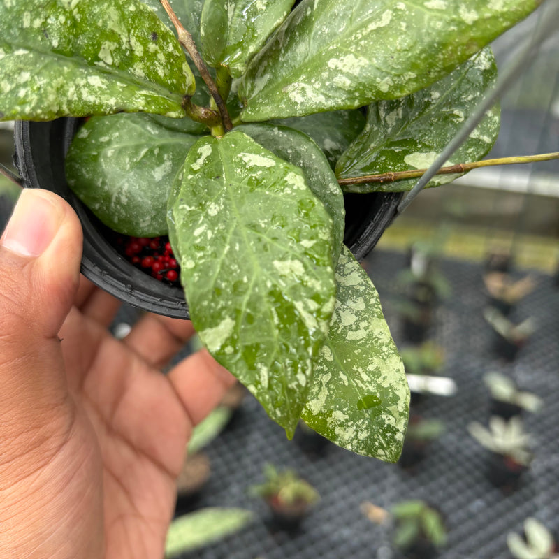 FS15-3 Hoya Buntokensis Splash