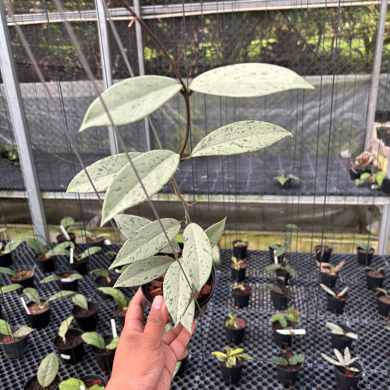 FS17-3 Hoya Pubicalyx Pink Silver Ghost