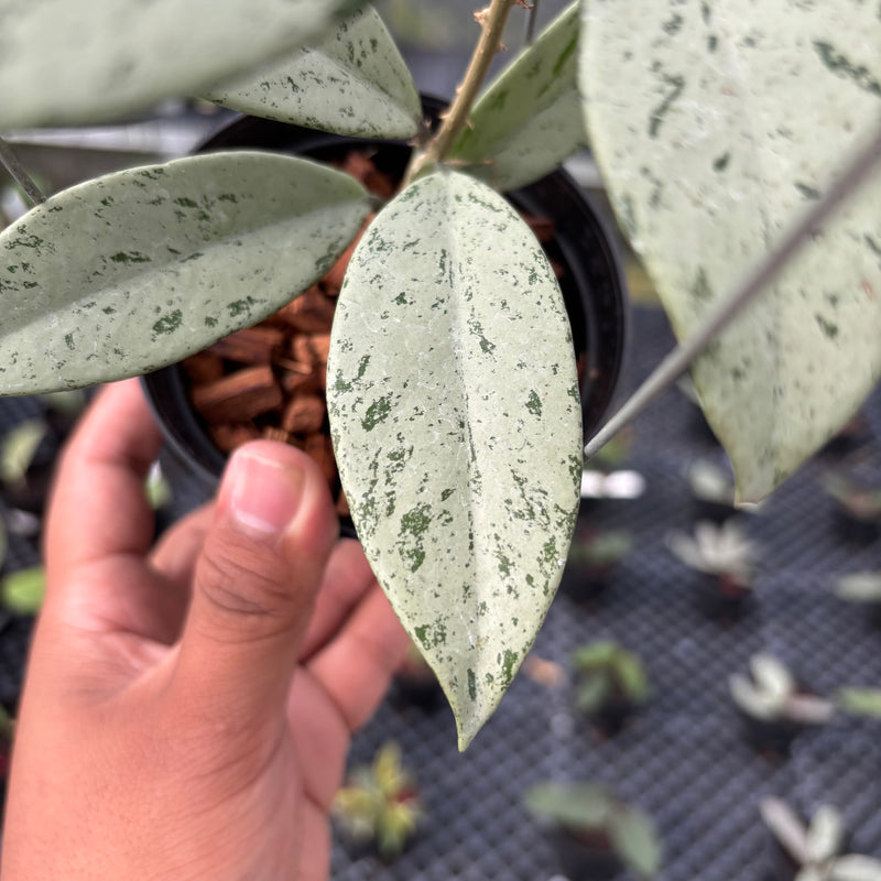 FS17-3 Hoya Pubicalyx Pink Silver Ghost