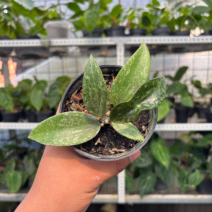 Hoya SP Rangsan (Actual Plant 1-Oct)