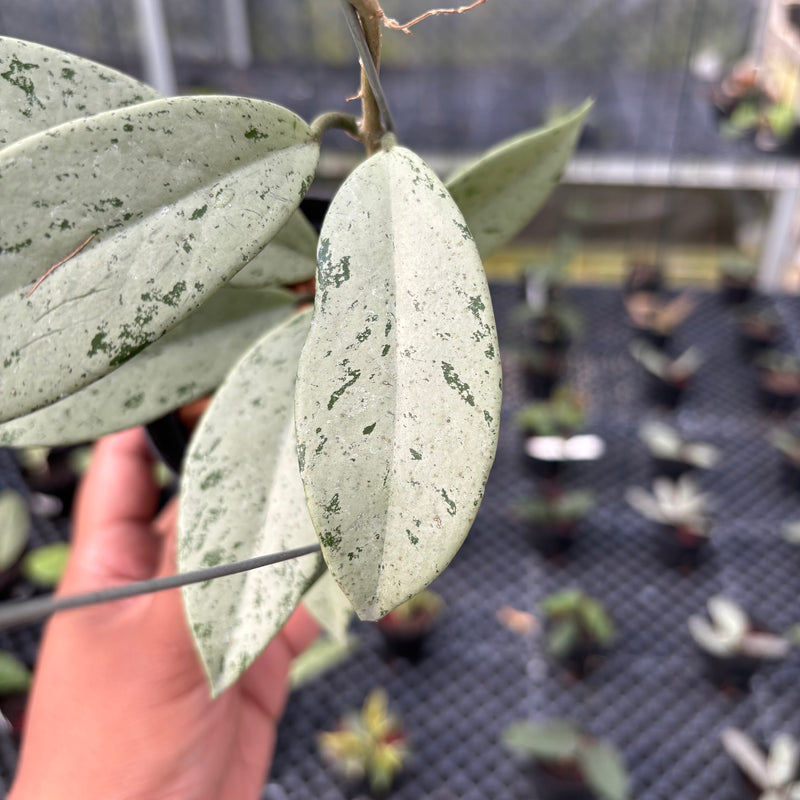 FS17-3 Hoya Pubicalyx Pink Silver Ghost