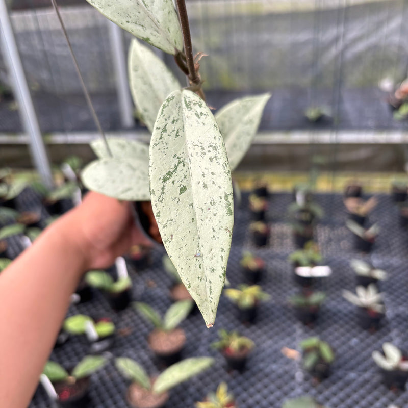 FS17-3 Hoya Pubicalyx Pink Silver Ghost