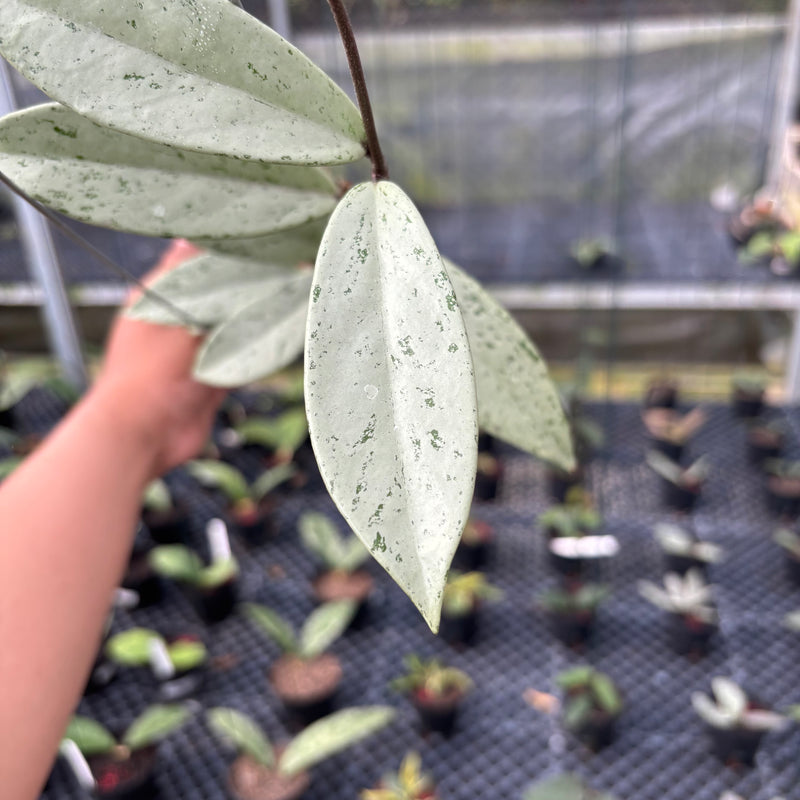 FS17-3 Hoya Pubicalyx Pink Silver Ghost