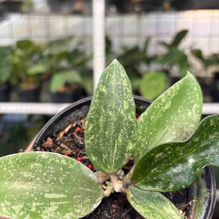 Hoya SP Rangsan (Actual Plant 1-Oct)