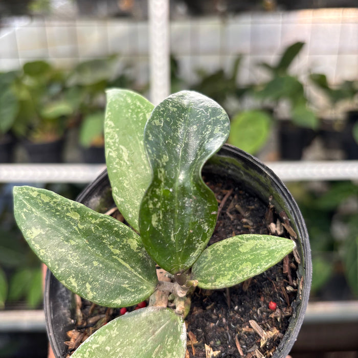 Hoya SP Rangsan (Actual Plant 1-Oct)