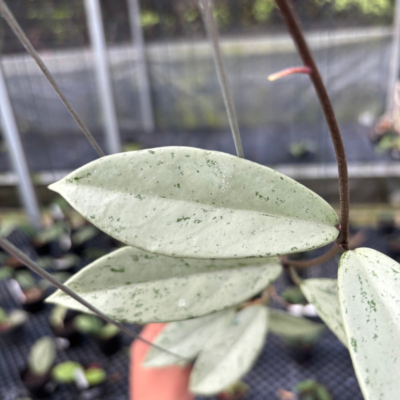 FS17-3 Hoya Pubicalyx Pink Silver Ghost