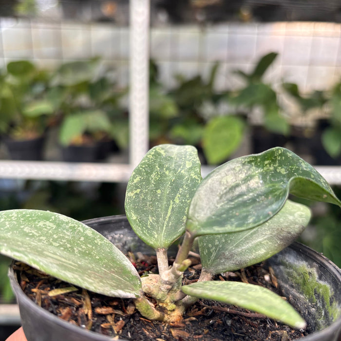 Hoya SP Rangsan (Actual Plant 1-Oct)