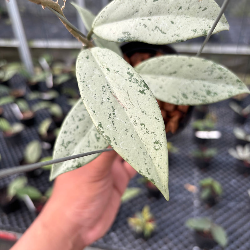 FS17-3 Hoya Pubicalyx Pink Silver Ghost