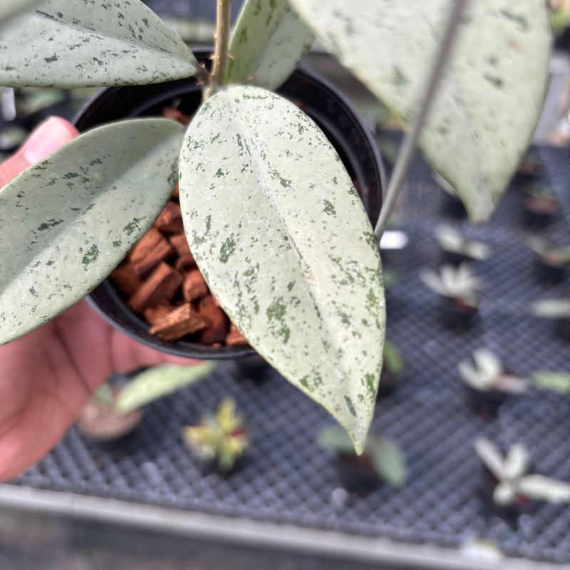 FS17-3 Hoya Pubicalyx Pink Silver Ghost