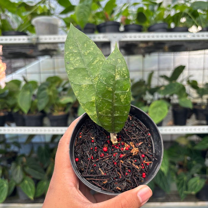 Hoya Lambii Splash (Actual Plant 2-Oct)