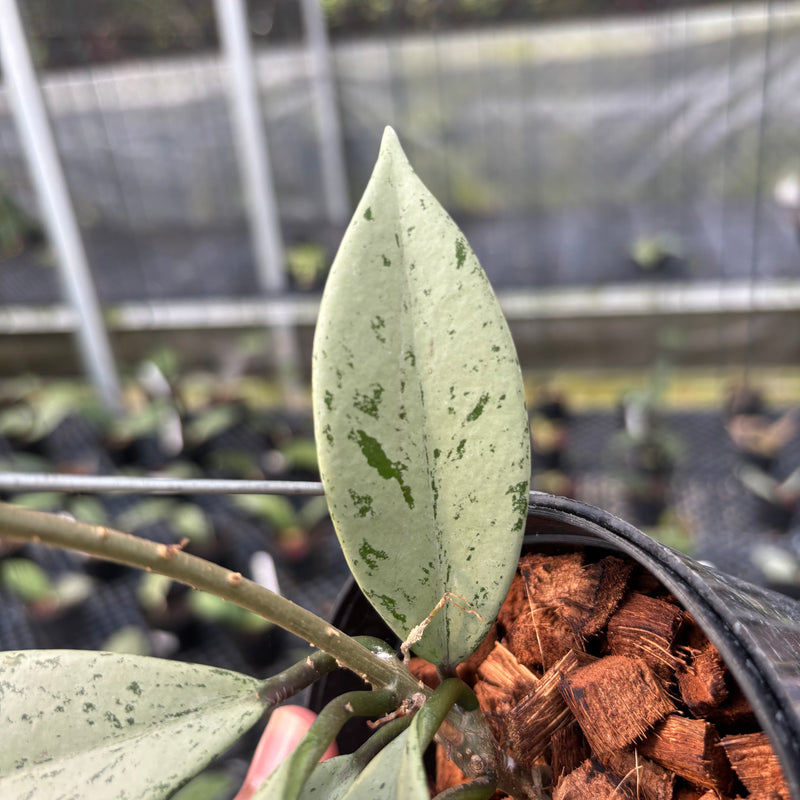 FS17-3 Hoya Pubicalyx Pink Silver Ghost