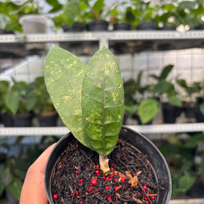 Hoya Lambii Splash (Actual Plant 2-Oct)