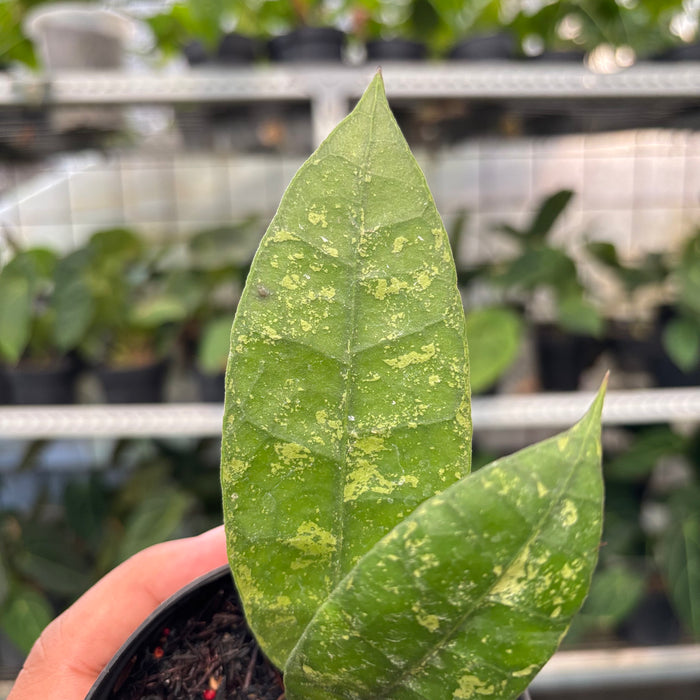 Hoya Lambii Splash (Actual Plant 2-Oct)