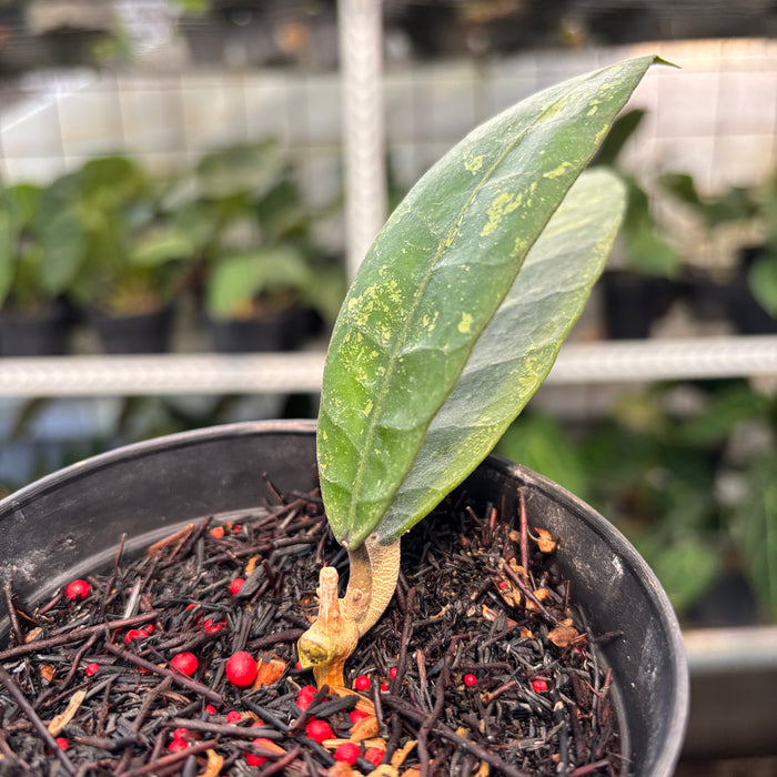 Hoya Lambii Splash (Actual Plant 2-Oct)
