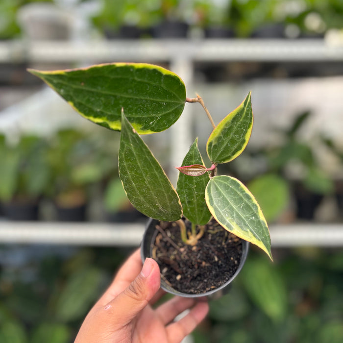 Hoya Macrophylla Variegated (Actual Plant 3-Oct)