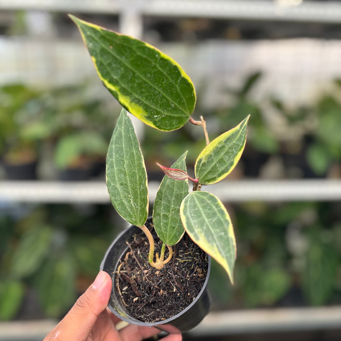 Hoya Macrophylla Variegated (Actual Plant 3-Oct)