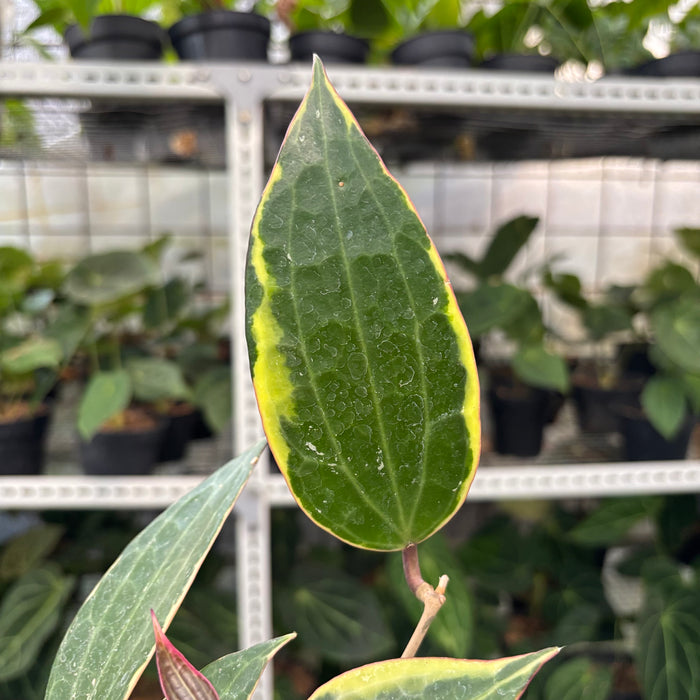 Hoya Macrophylla Variegated (Actual Plant 3-Oct)