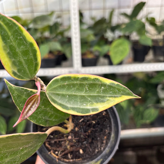 Hoya Macrophylla Variegated (Actual Plant 3-Oct)