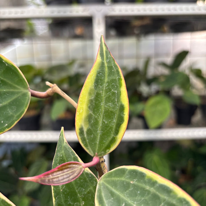 Hoya Macrophylla Variegated (Actual Plant 3-Oct)