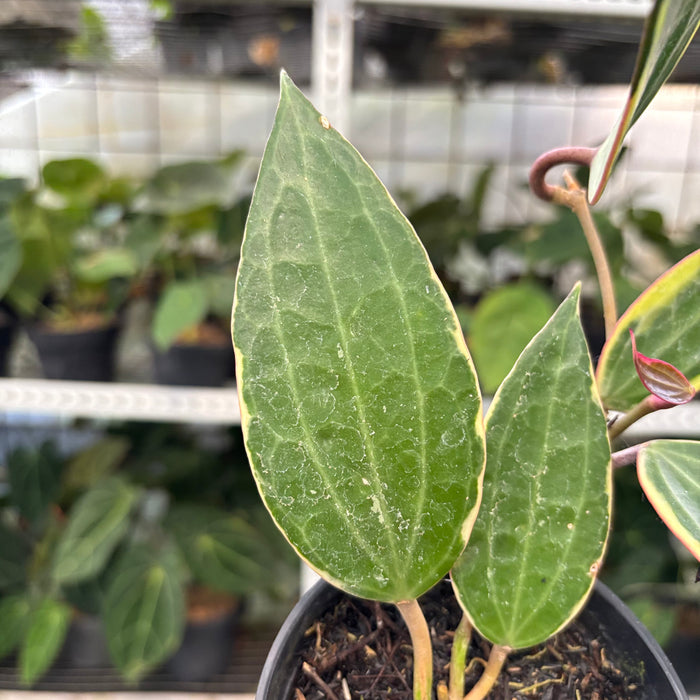 Hoya Macrophylla Variegated (Actual Plant 3-Oct)