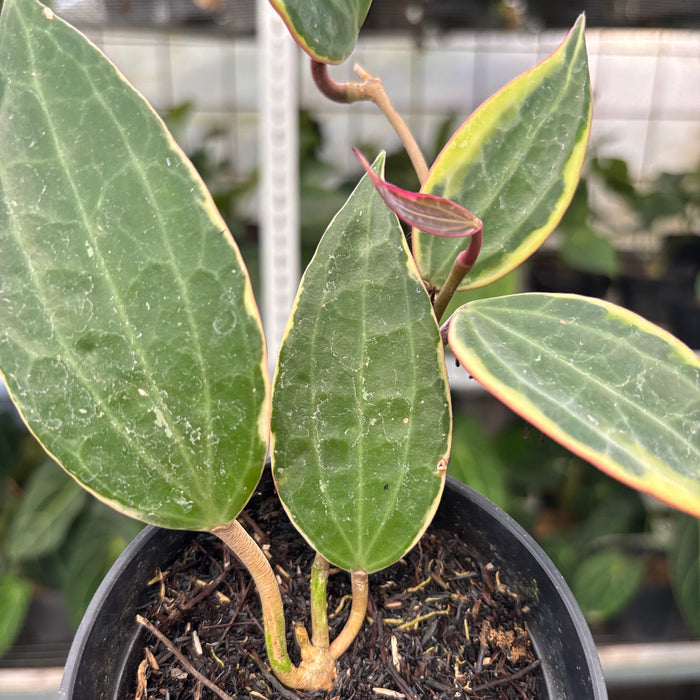 Hoya Macrophylla Variegated (Actual Plant 3-Oct)