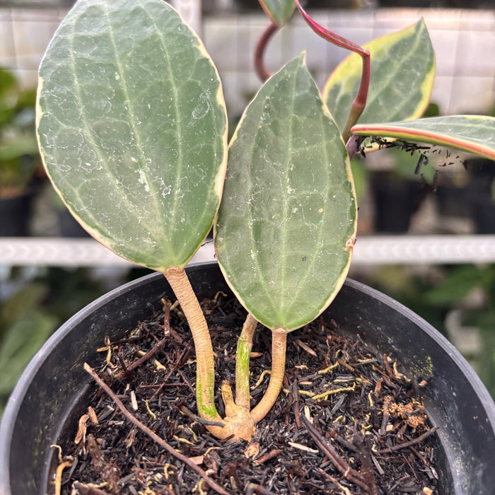 Hoya Macrophylla Variegated (Actual Plant 3-Oct)