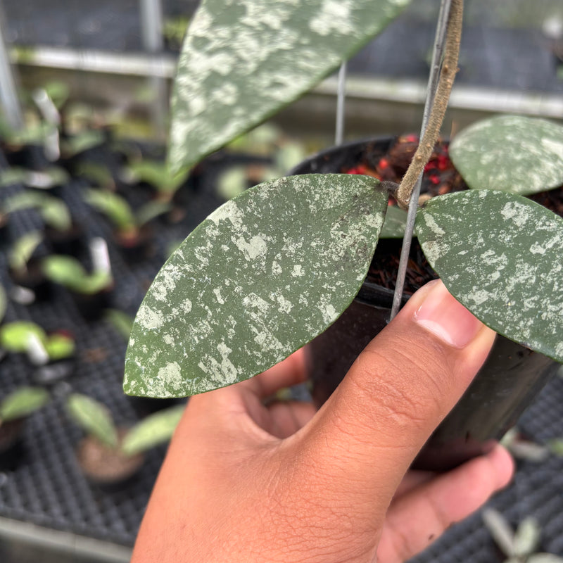 Hoya Flagellata Splash
