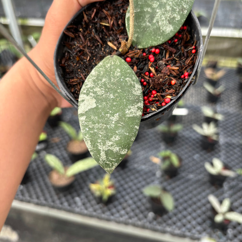 Hoya Flagellata Splash