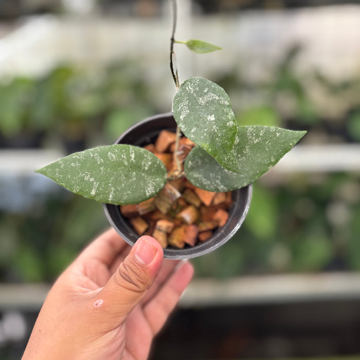 Hoya Caudata Splash (Actual Plant 4-Oct)