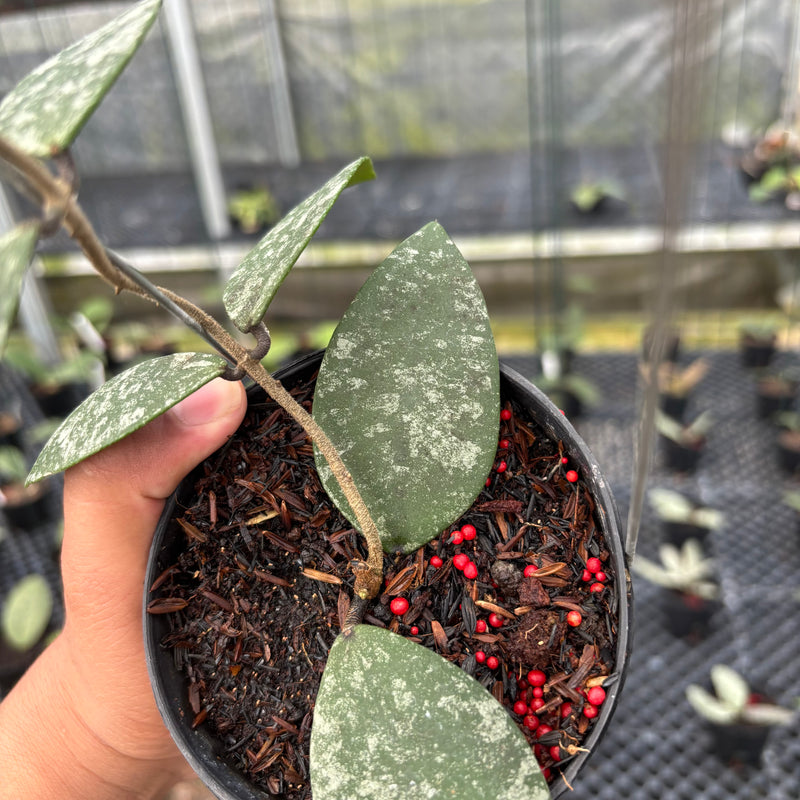 Hoya Flagellata Splash