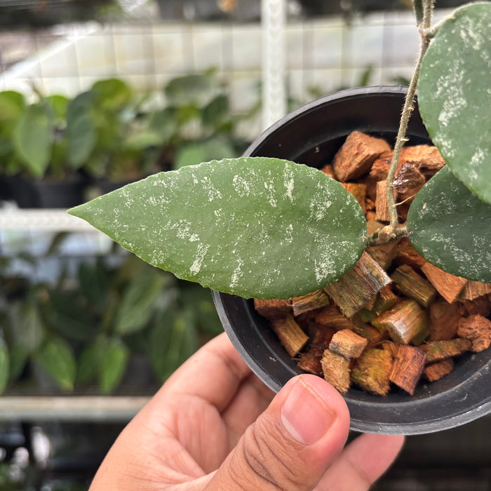 Hoya Caudata Splash (Actual Plant 4-Oct)