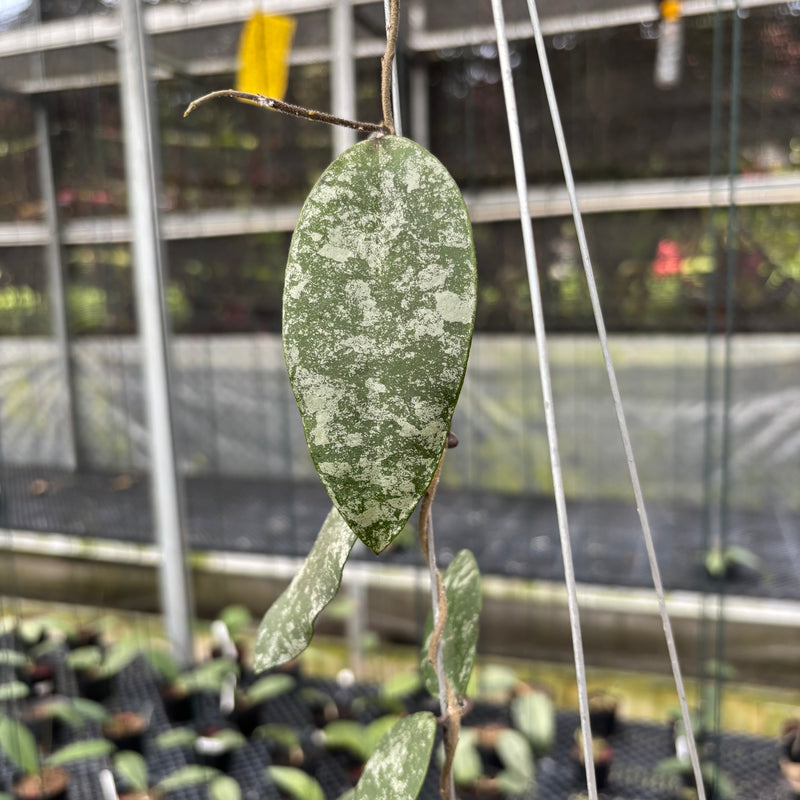 Hoya Flagellata Splash