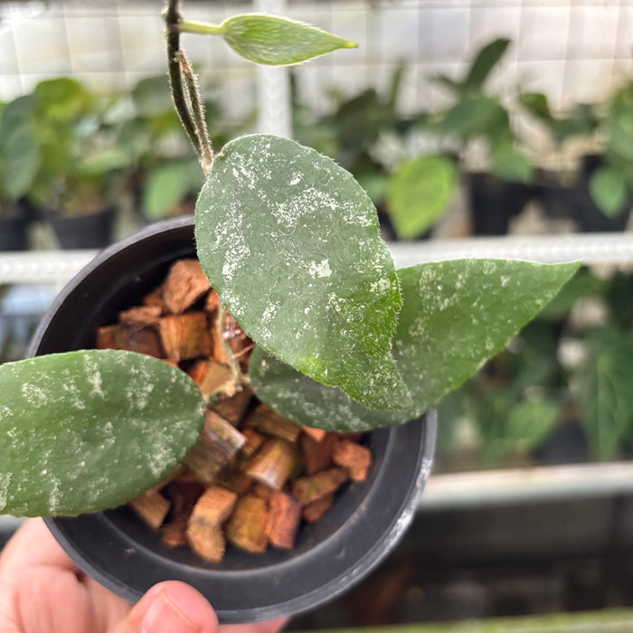 Hoya Caudata Splash (Actual Plant 4-Oct)