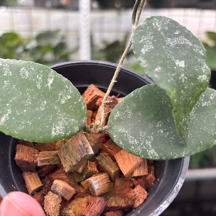 Hoya Caudata Splash (Actual Plant 4-Oct)