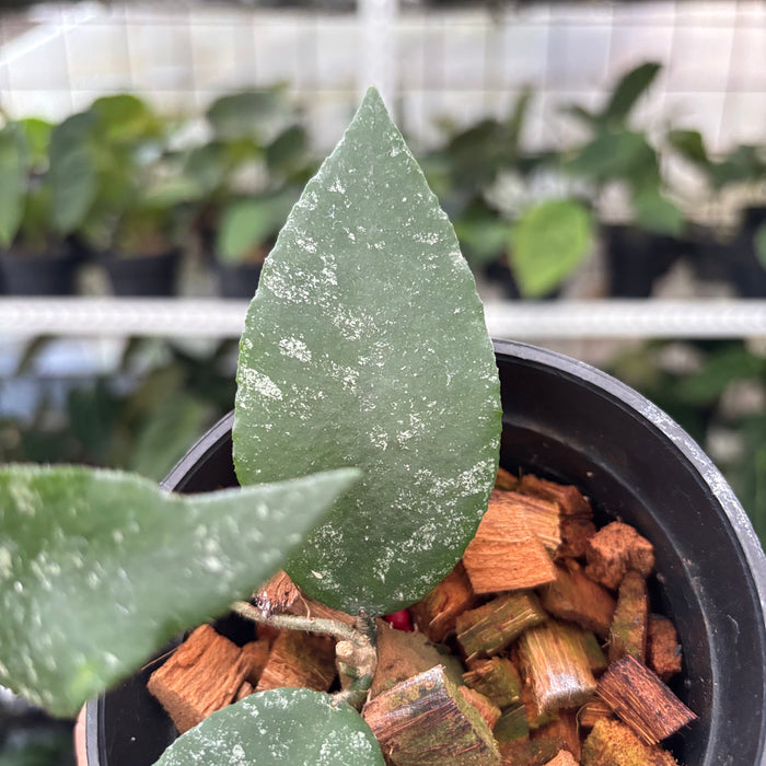 Hoya Caudata Splash (Actual Plant 4-Oct)