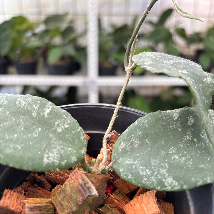 Hoya Caudata Splash (Actual Plant 4-Oct)
