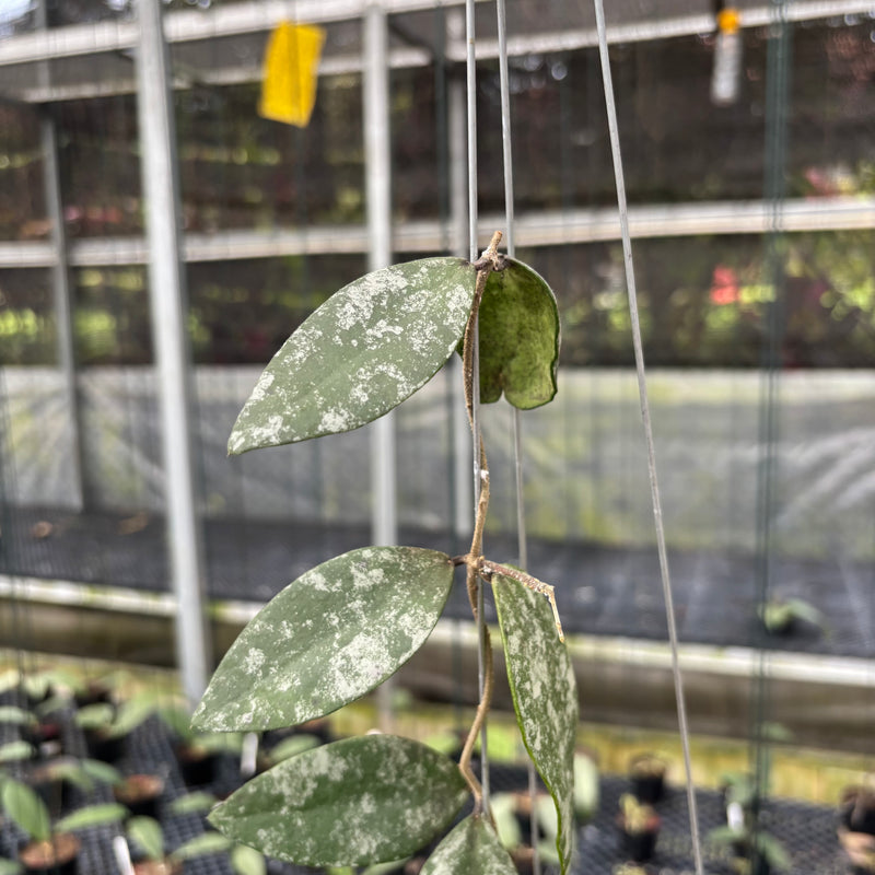 Hoya Flagellata Splash