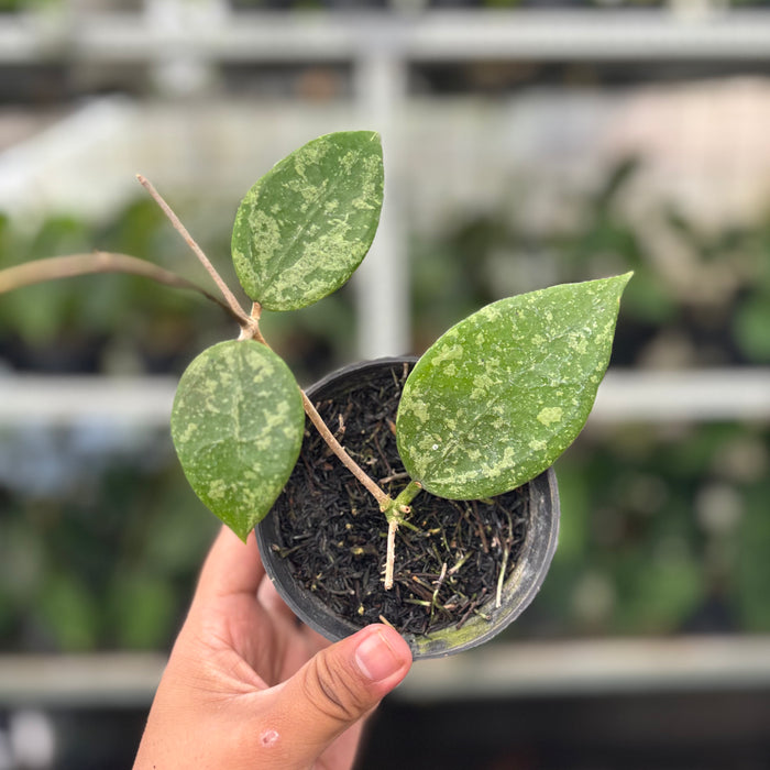Hoya Verticillata Splash (Actual Plant 5-Oct)