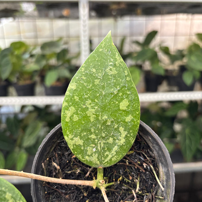 Hoya Verticillata Splash (Actual Plant 5-Oct)