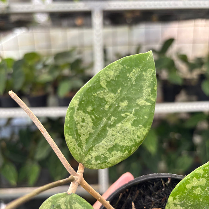 Hoya Verticillata Splash (Actual Plant 5-Oct)