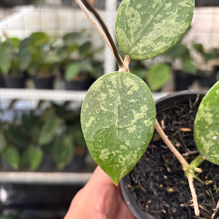 Hoya Verticillata Splash (Actual Plant 5-Oct)