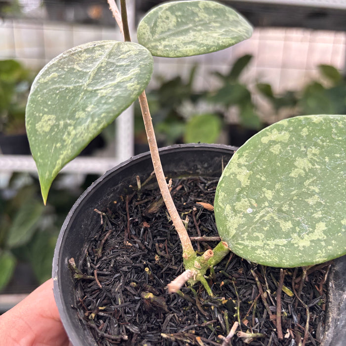 Hoya Verticillata Splash (Actual Plant 5-Oct)