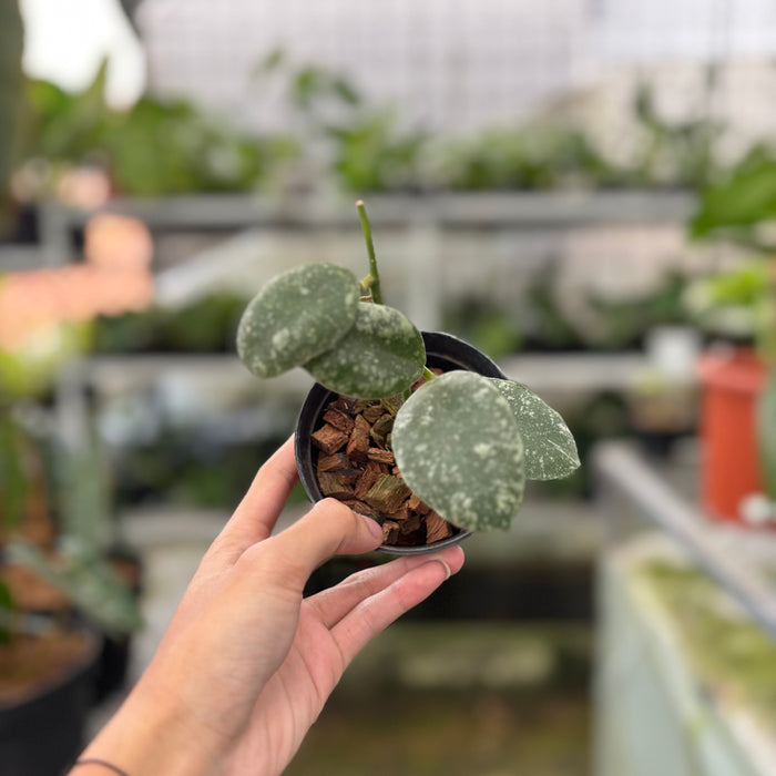 Hoya Waymaniae Splash (Actual Plant 6-Oct)